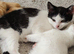 Two Beautiful Kittens Looking for Loving Homes