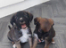 Lurcher puppies 2 boys left