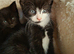 READY NOW 1 x pure black female kitten