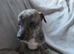 Greyhound cross surluki