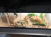 female ball python for sale
