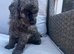 One beautiful little Cavapoo girl remaining