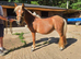 Stunning shetland filly