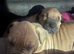 Absolutely stunning American bully's 8 weeks old