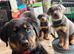 Gorgeous Rottweiler pups