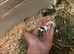 African pgymy doormice