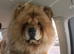 4 year old chow female