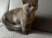 Beautiful kitten