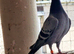 4 pigeons