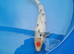 High Grade koi for sale