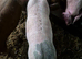 4 Gilt Weaners for sale