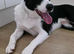 Looking for a Loving Forever Home