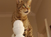 100% Pedigree Savannah F3 TICA Registered Female.