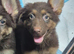 *RARE* liver german shepherd pups