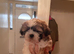 Shih tzu boy
