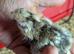 Day old Silkie cross
