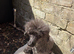 Toy poodle