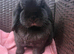 Mini Lop Babies
