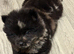 Last female Merle puppy ready to leave