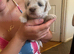 Bichon Havanes