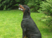 AT STUD * TORCHENEY CHIEF