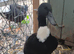 5/6 week old Female duckling