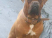 Beautiful dogue de Bordeaux’s puppy’s