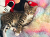 2 cats to go together beautiful bond