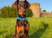 Friendly 6 months puppy looking for a forever home