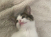 5 kittens to forever home