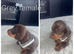 KC miniature dachshund puppies