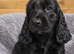 Gorgeous cocker spaniel puppies