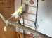 Lovely male budgies for sale