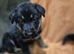 German shepard puppies