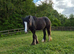 12.3 13 month old filly
