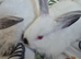 CALIFORNIAN WHITE BUCK KITS X6