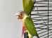 Bonded Pair of Pineapple Conures