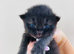 Adorable kittens