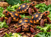 TORTOISES