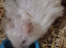 Hamsters (2 female & 1 male)