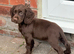 Cocker spaniel puppies