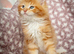 Maine coon Kittens