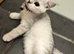 Stunning British Shorthair Kittens