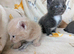 Pretty kittens > British Blue x Calico half Bengal from £100