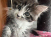 LAST GIRL LEFT Maine coon kittens