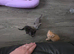 4 stunning kittens