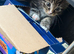 3 tabby kittens