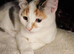 Ginger and Calico kittens
