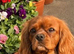 3 year old Cavalier female KC REG HEALTH TESTED