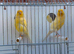 Very good quality Lancashire Canary